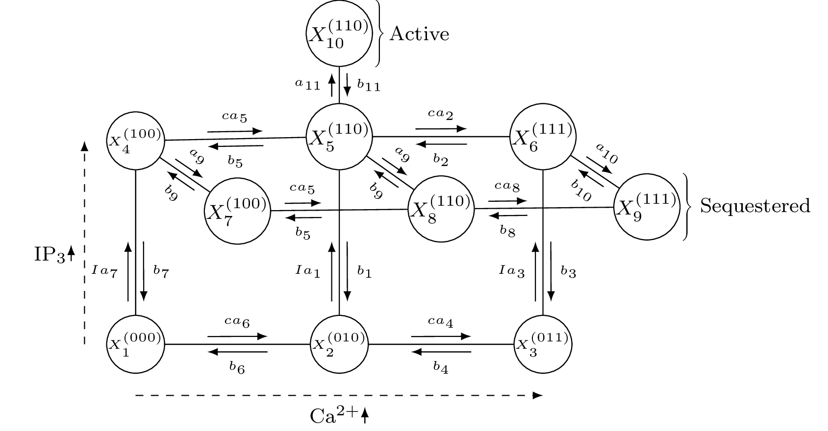 Markov chain model of IP3 receptor from Bicknell and Goodhill (https://doi.org/10.1073/pnas.1604090113)