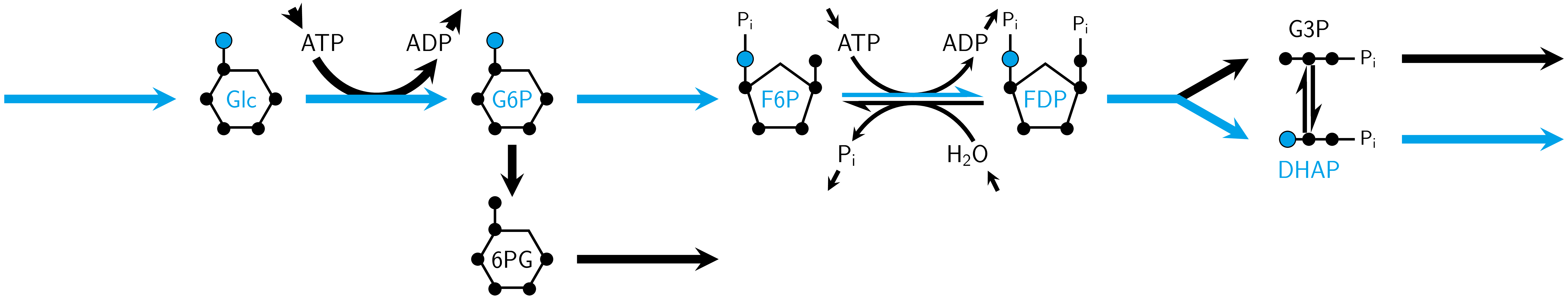 Toy multispecies network